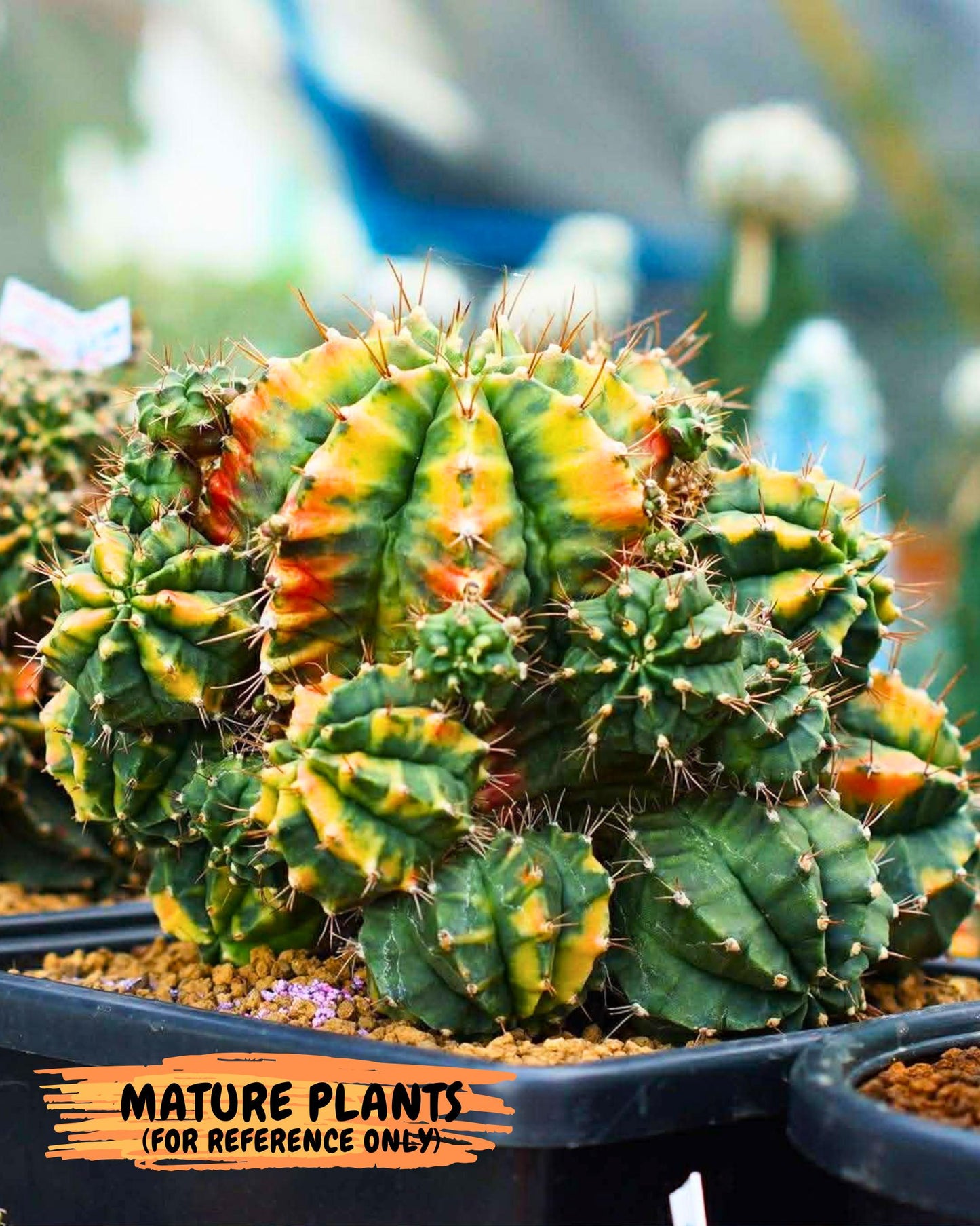 Gymnocalycium Saffron (gy6) (y4) | Special Hybrid cactus
