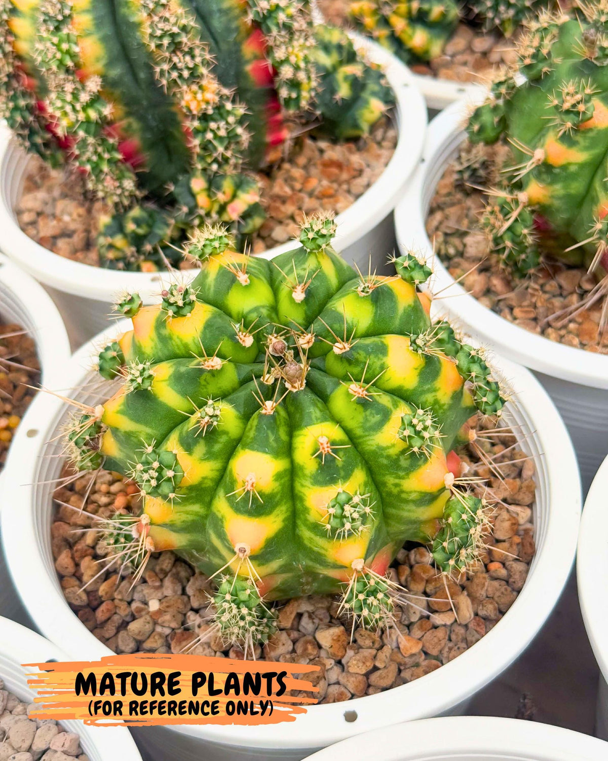 Gymnocalycium Marigold (gy22) (2) | Special Hybrid cactus
