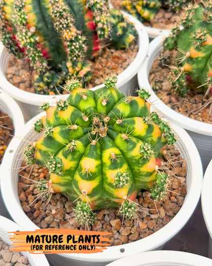Gymnocalycium Marigold (gy22) (2) | Special Hybrid cactus