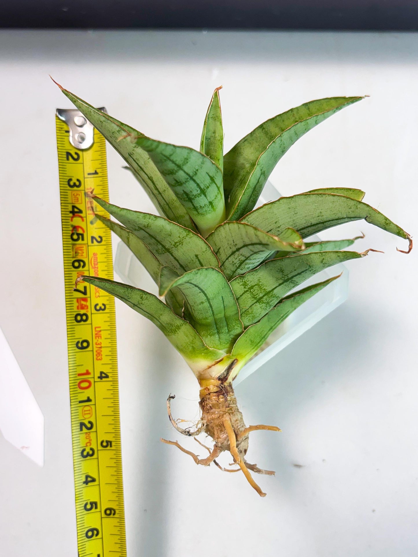 Sansevieria Mega (Ha5) (1) | Rare Collection