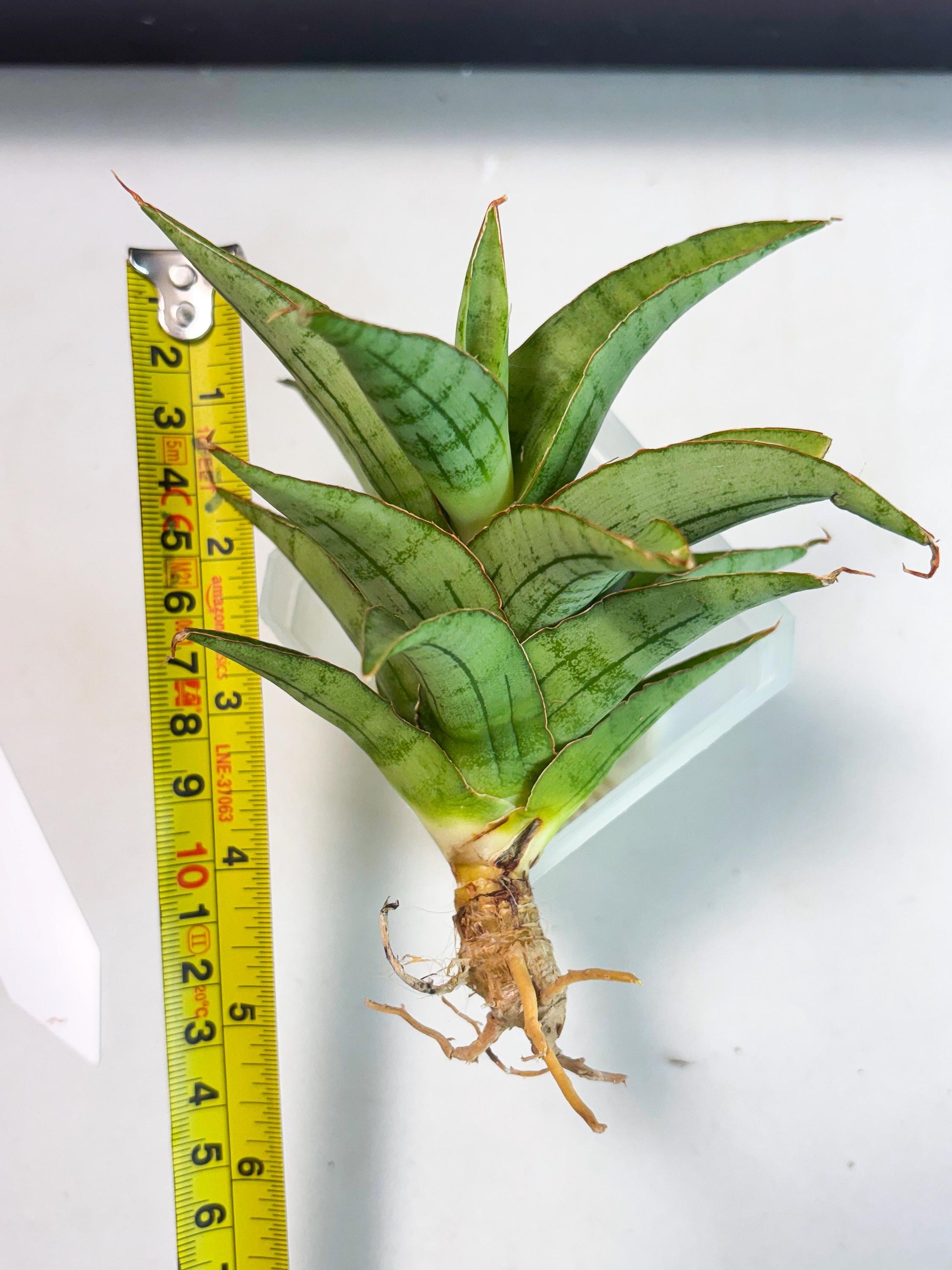 Sansevieria Mega (Ha5) (1) | Rare Collection