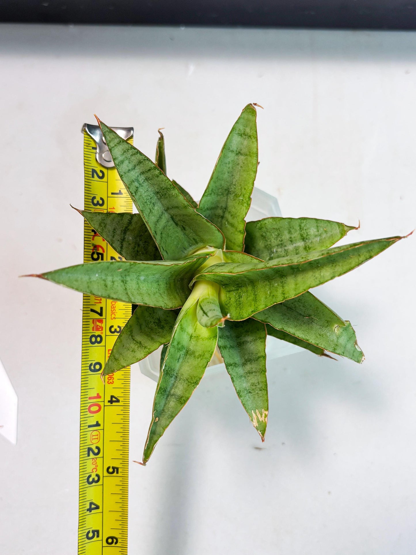 Sansevieria Mega (Ha5) (1) | Rare Collection