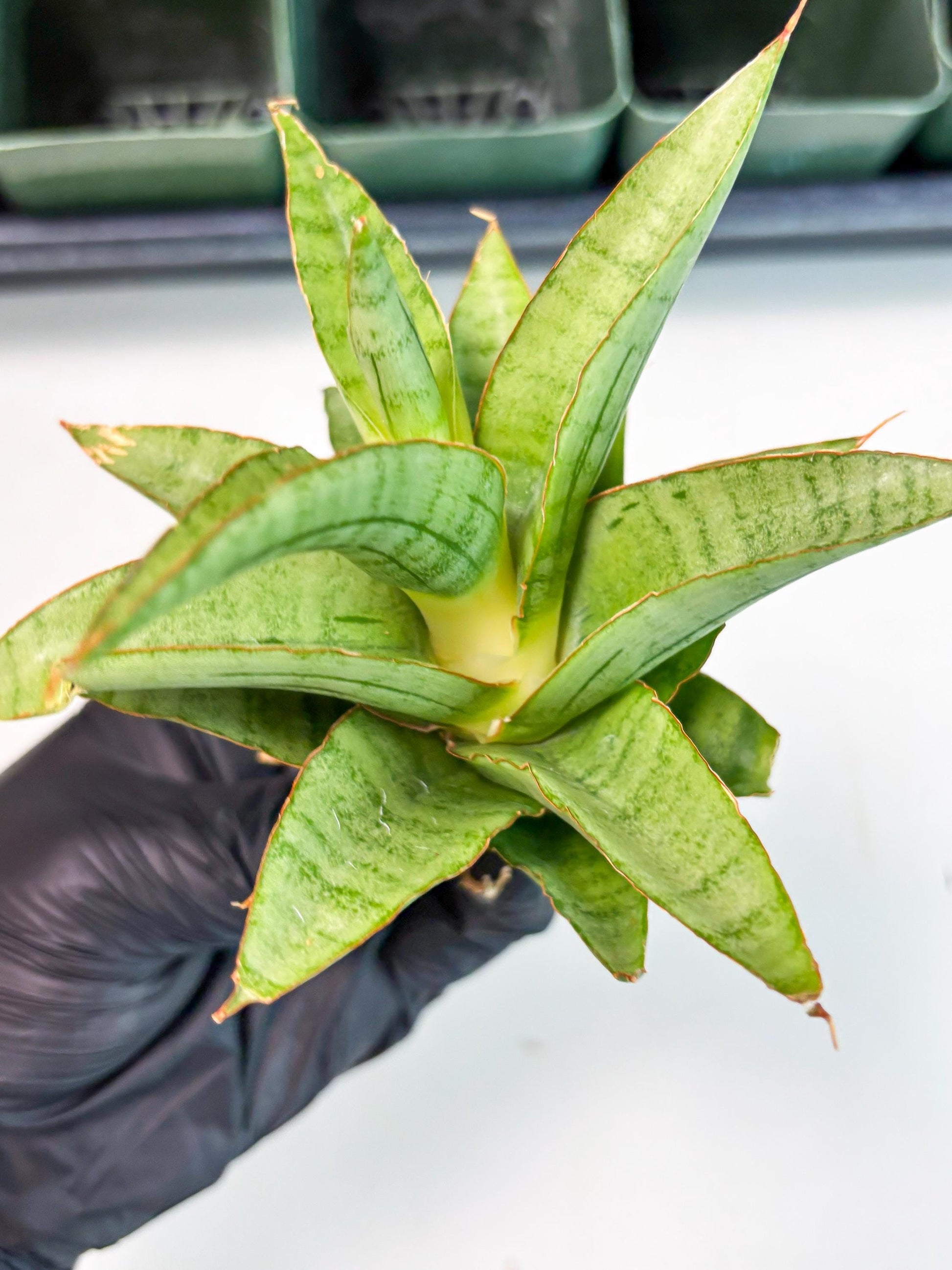 Sansevieria Mega (Ha5) (1) | Rare Collection