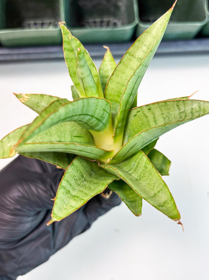 Sansevieria Mega (Ha5) (1) | Rare Collection