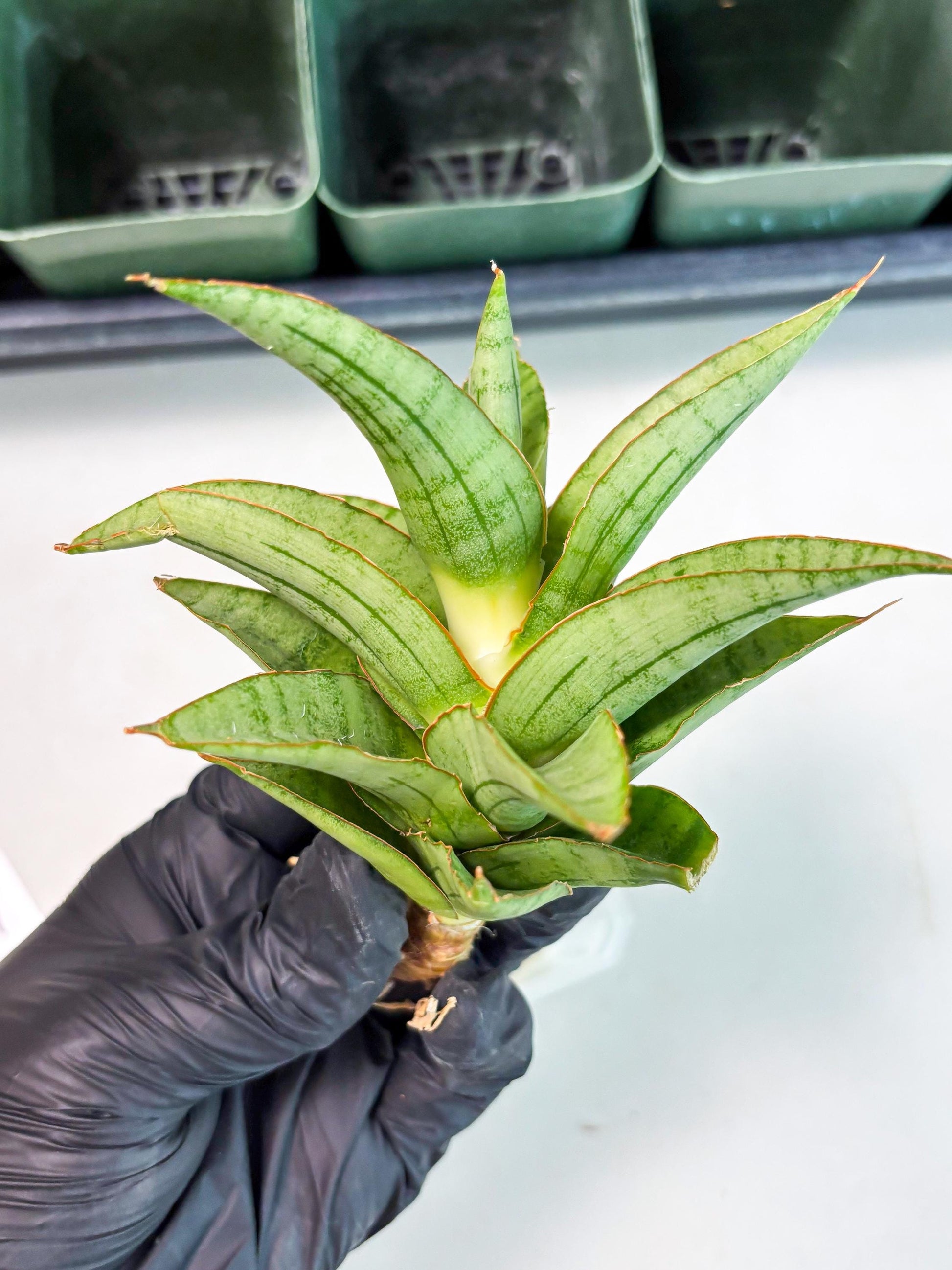 Sansevieria Mega (Ha5) (1) | Rare Collection