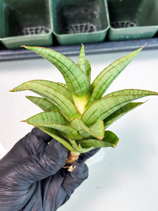 Sansevieria Mega (Ha5) (1) | Rare Collection