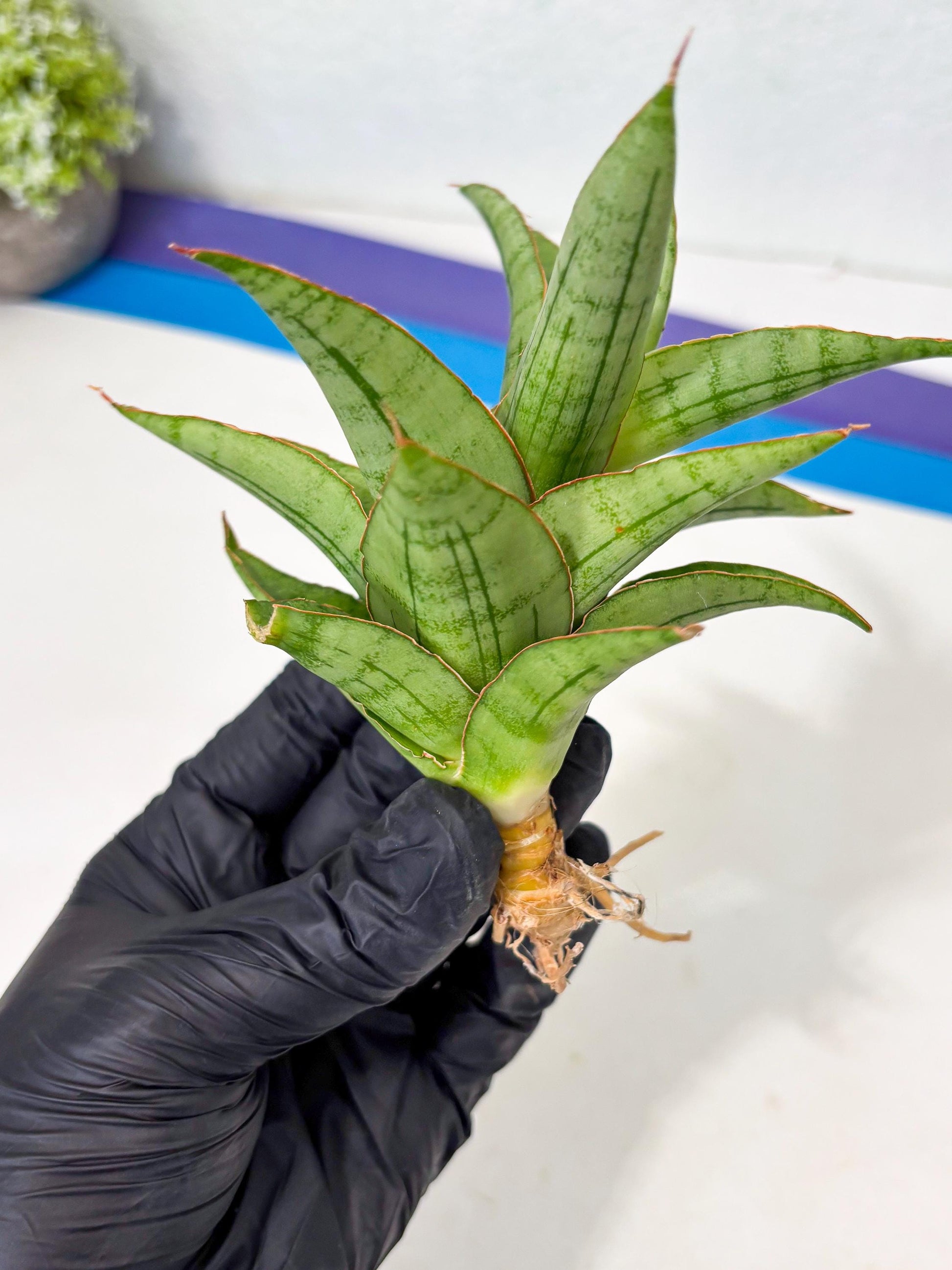 Sansevieria Mega (Ha5) (1) | Rare Collection
