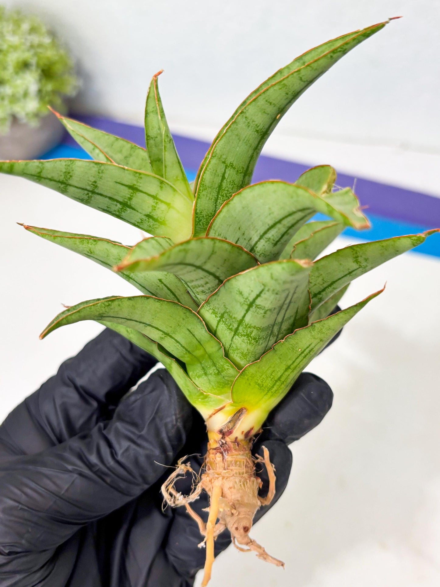 Sansevieria Mega (Ha5) (1) | Rare Collection