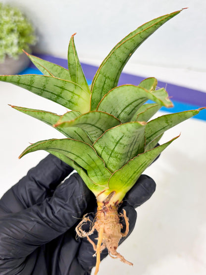 Sansevieria Mega (Ha5) (1) | Rare Collection