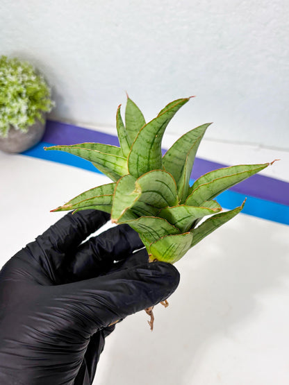 Sansevieria Mega (Ha5) (1) | Rare Collection