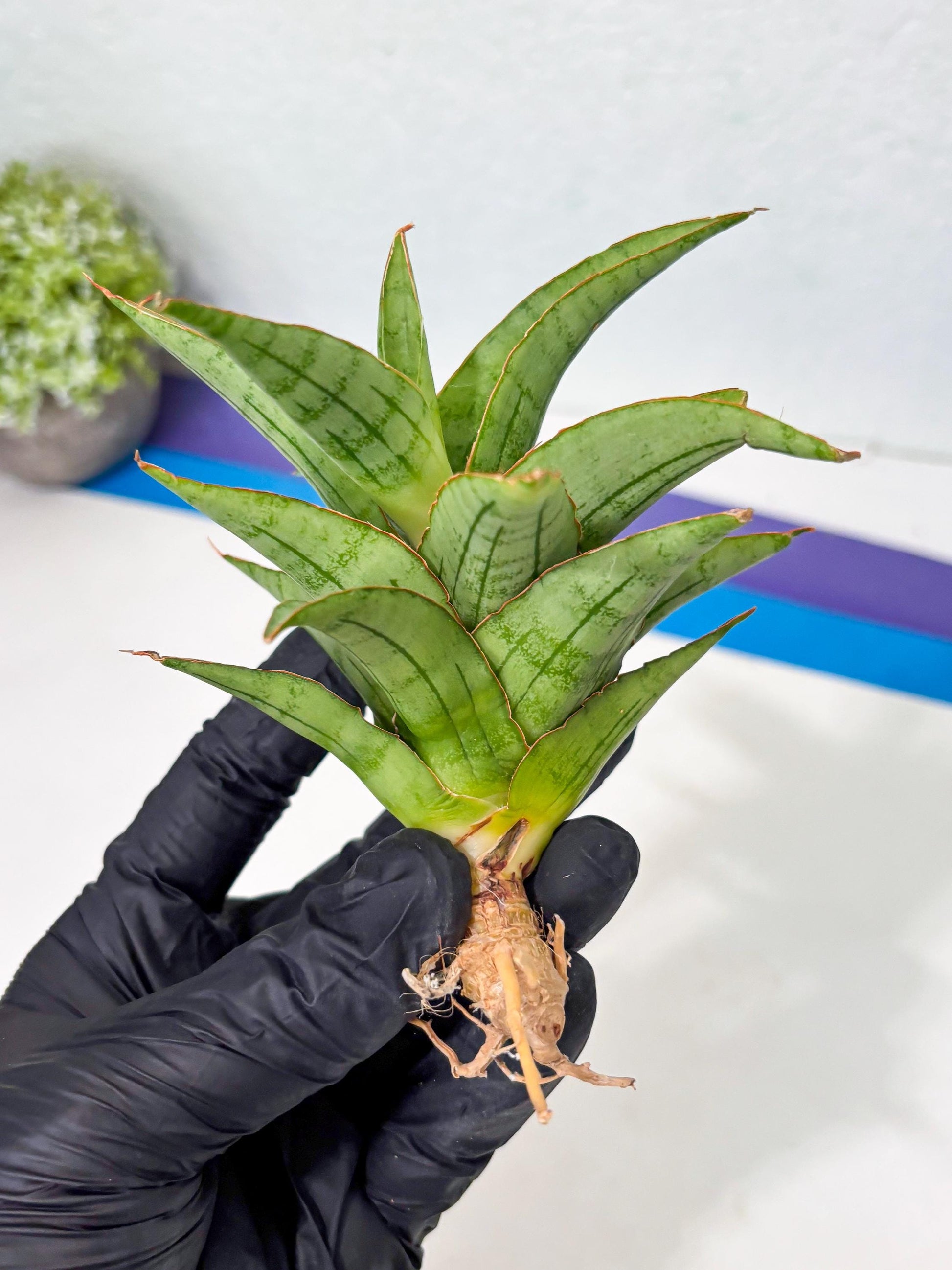 Sansevieria Mega (Ha5) (1) | Rare Collection
