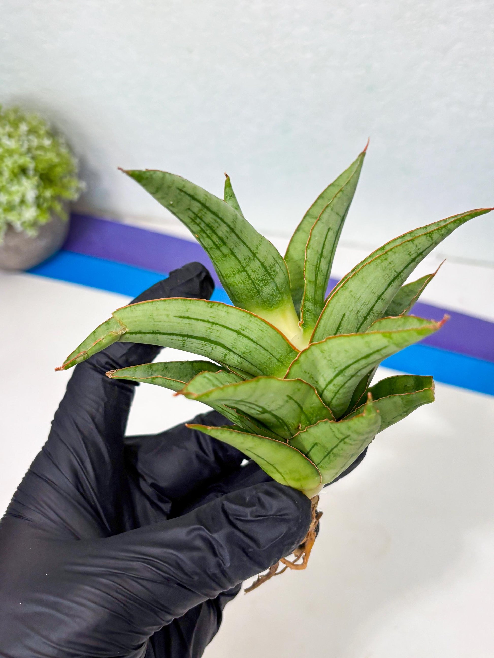 Sansevieria Mega (Ha5) (1) | Rare Collection