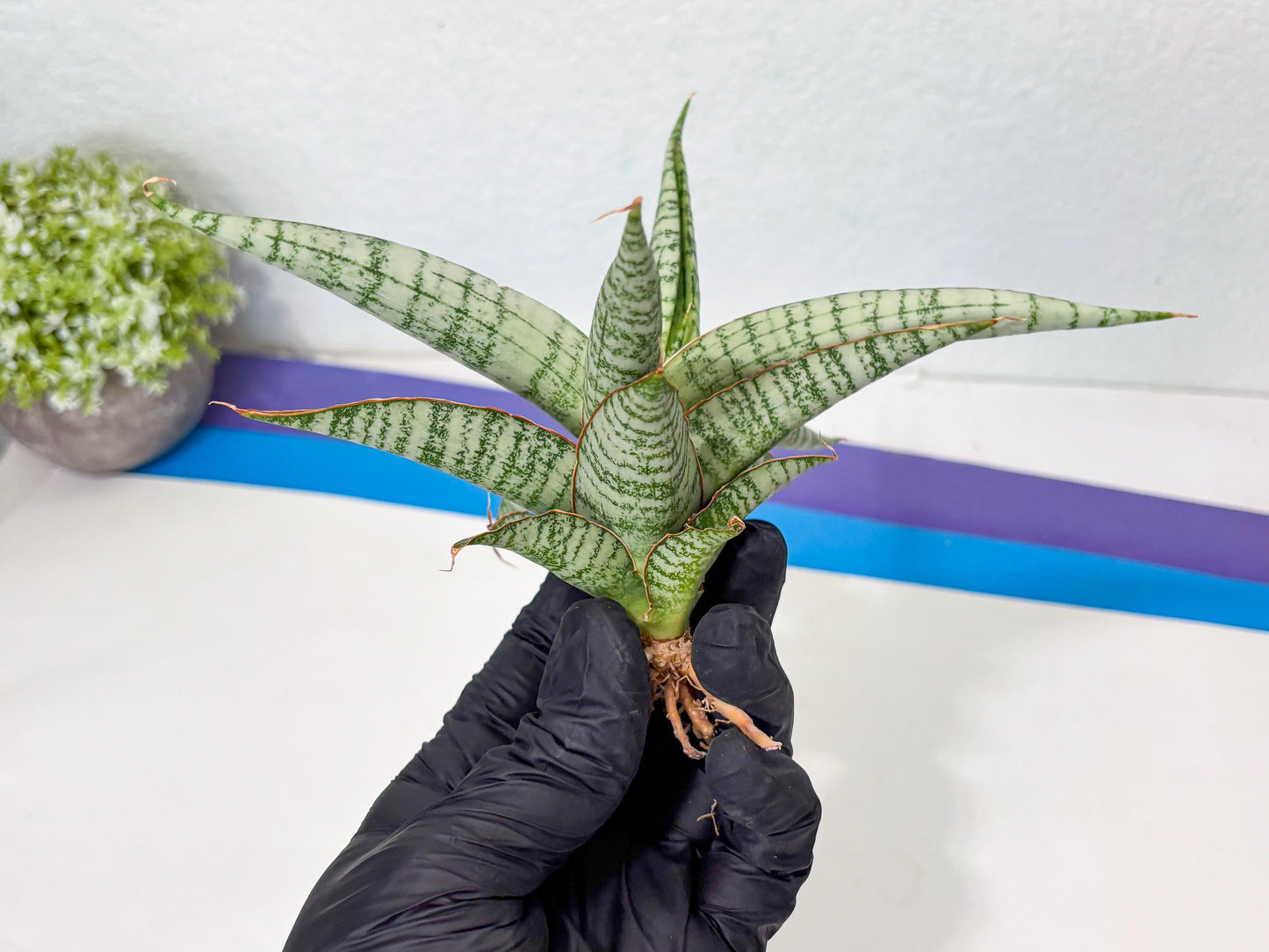 Sansevieria Nalika x Kaish (Ha5) (2) | Rare Collection