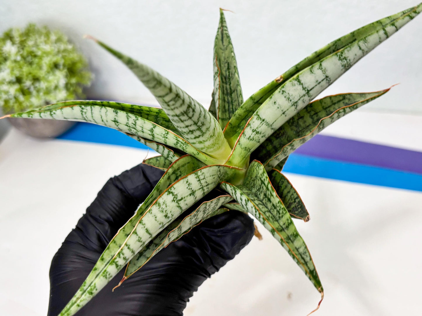 Sansevieria Nalika x Kaish (Ha5) (2) | Rare Collection