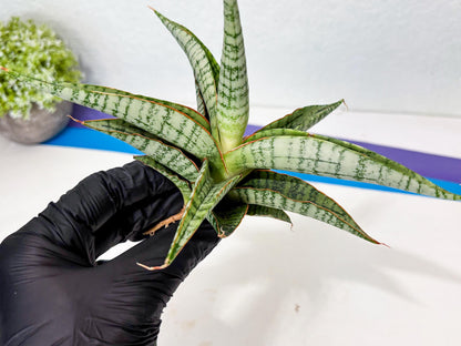 Sansevieria Nalika x Kaish (Ha5) (2) | Rare Collection