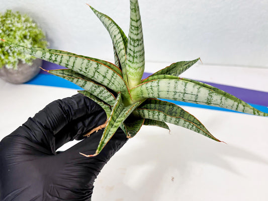 Sansevieria Nalika x Kaish (Ha5) (2) | Rare Collection