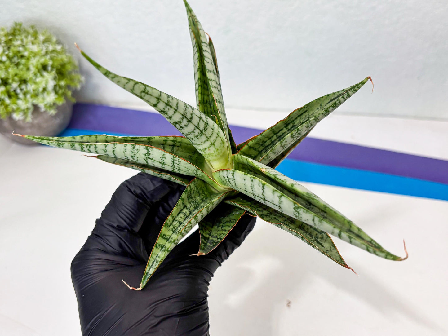 Sansevieria Nalika x Kaish (Ha5) (2) | Rare Collection