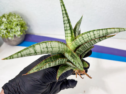 Sansevieria Nalika x Kaish (Ha5) (2) | Rare Collection