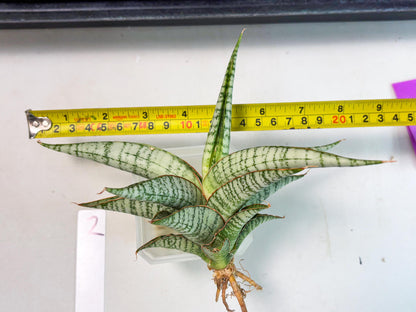 Sansevieria Nalika x Kaish (Ha5) (2) | Rare Collection