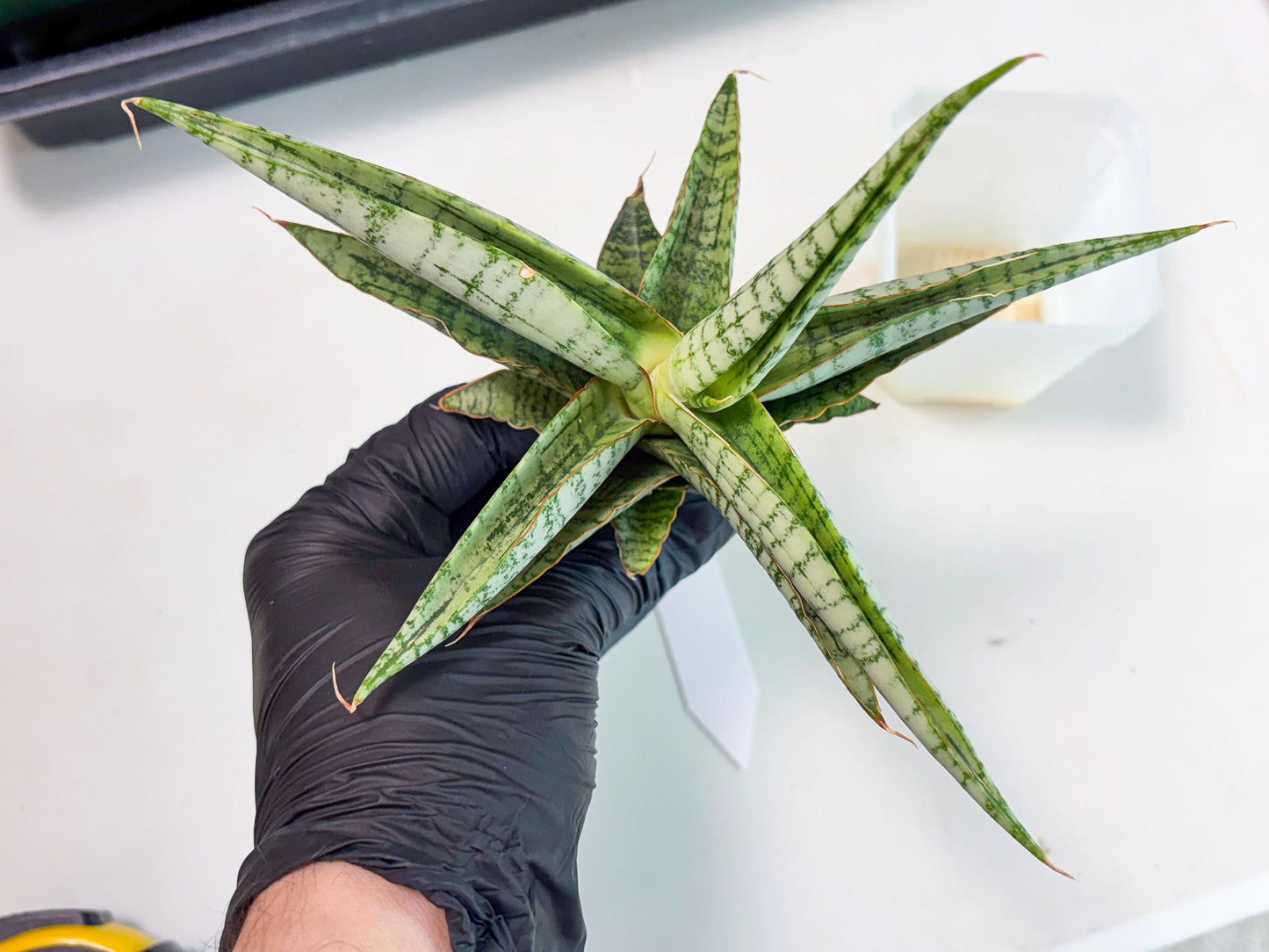 Sansevieria Nalika x Kaish (Ha5) (2) | Rare Collection