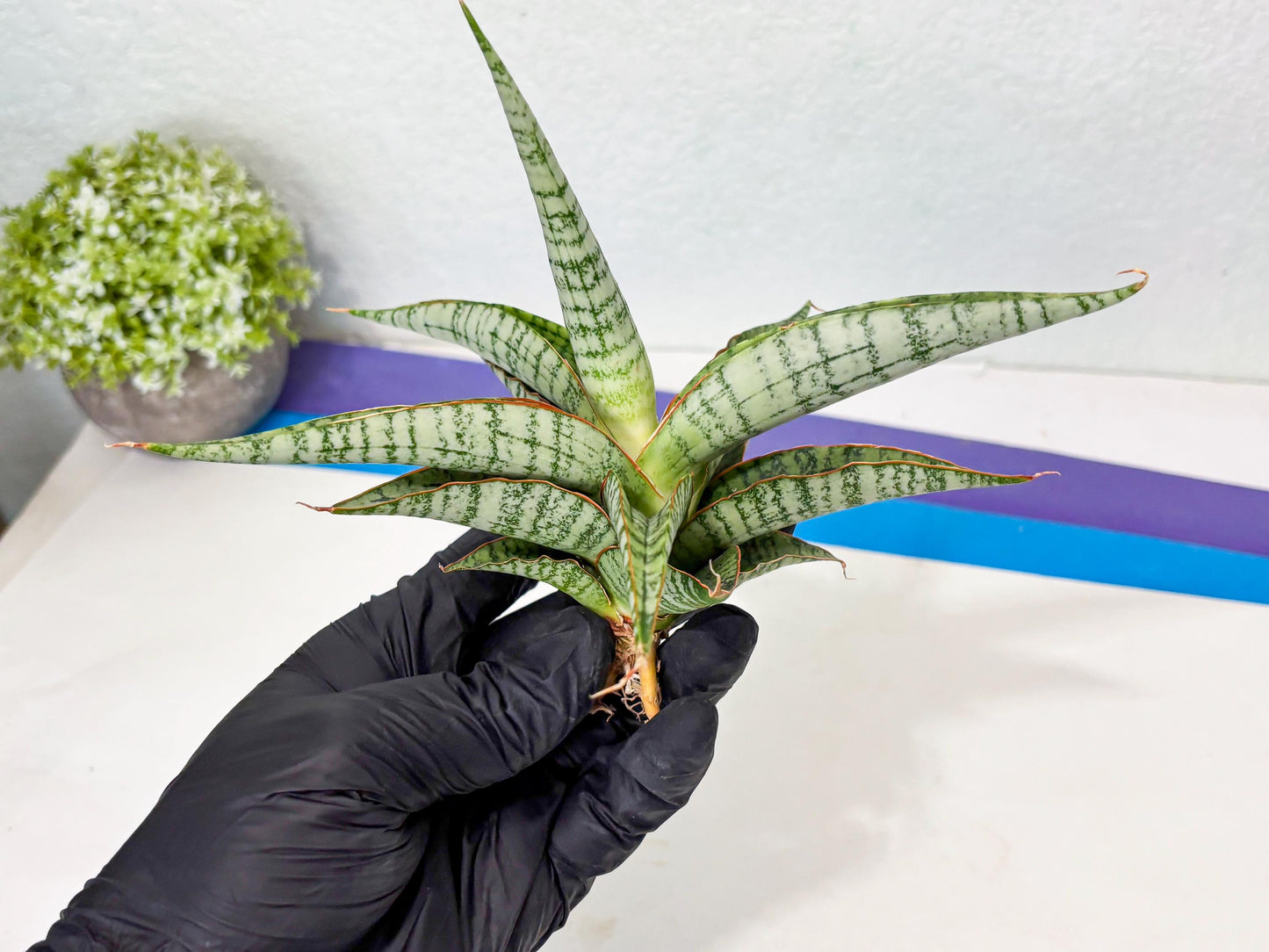 Sansevieria Nalika x Kaish (Ha5) (2) | Rare Collection