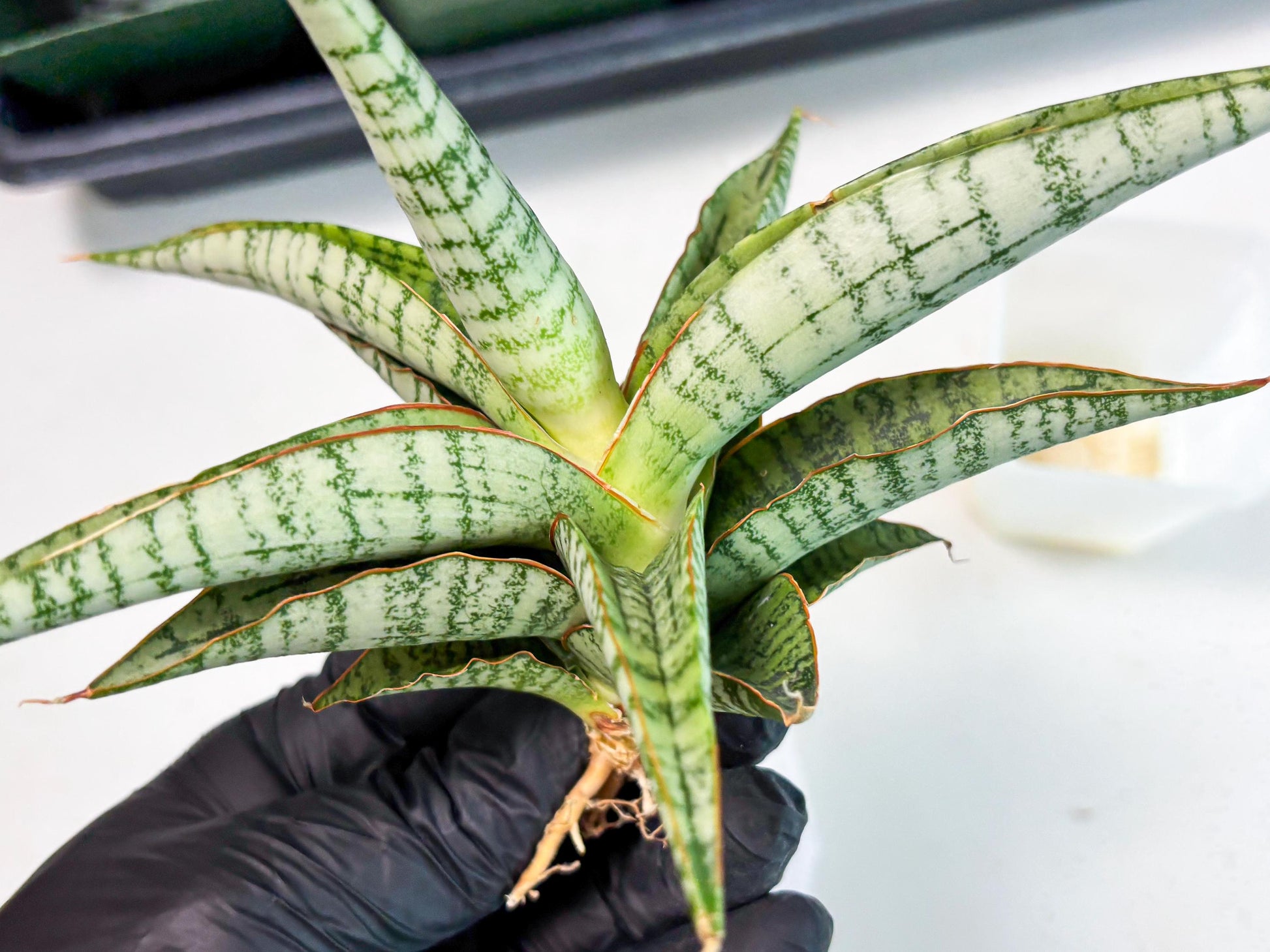Sansevieria Nalika x Kaish (Ha5) (2) | Rare Collection