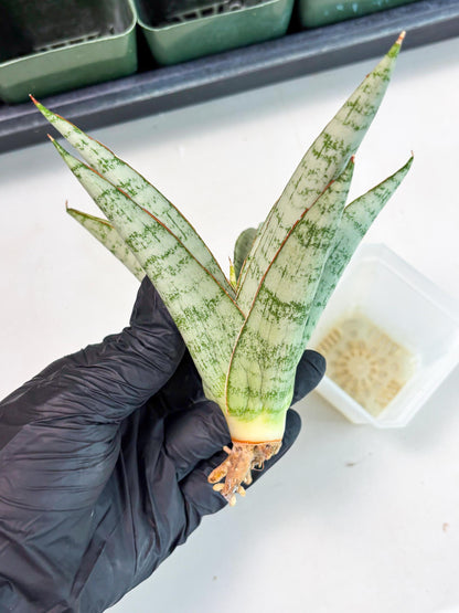 Sansevieria Madona (Ha5) (3) | Rare Collection