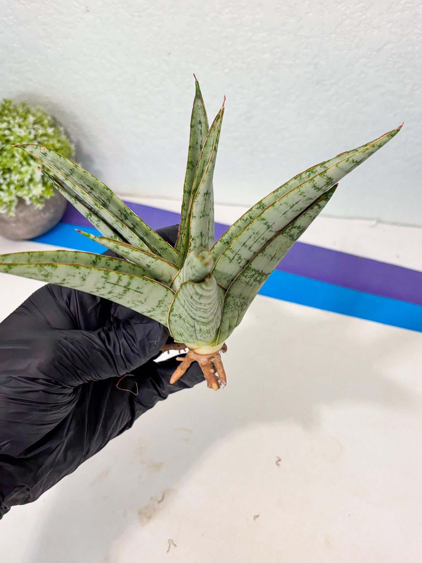 Sansevieria Madona (Ha5) (3) | Rare Collection