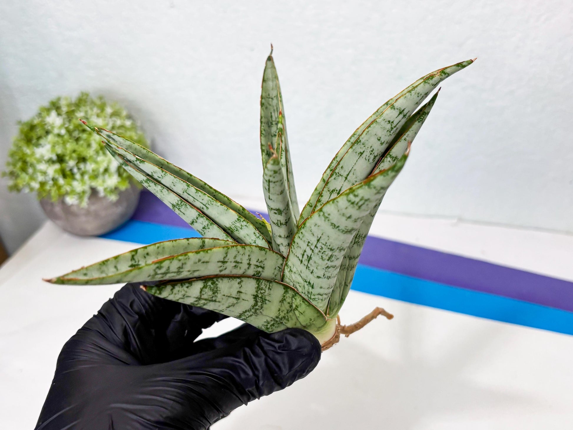 Sansevieria Madona (Ha5) (3) | Rare Collection