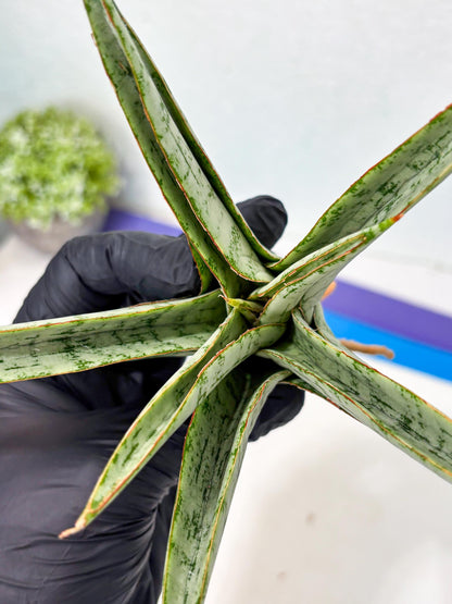 Sansevieria Madona (Ha5) (3) | Rare Collection