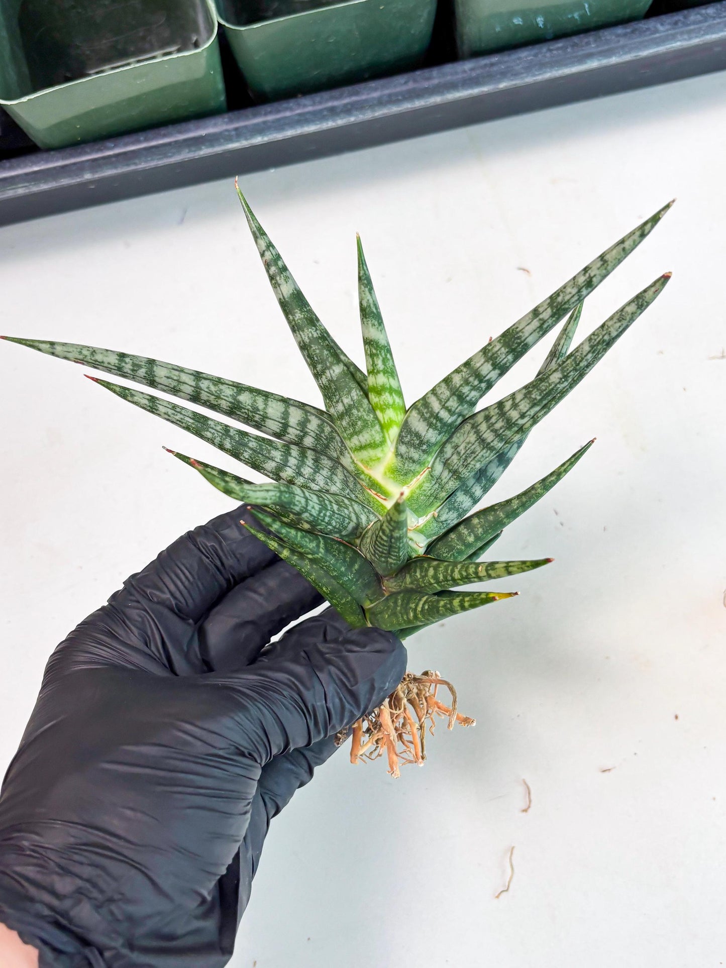 Sansevieria Motomo x Boncel (Ha5) (6) | Imported