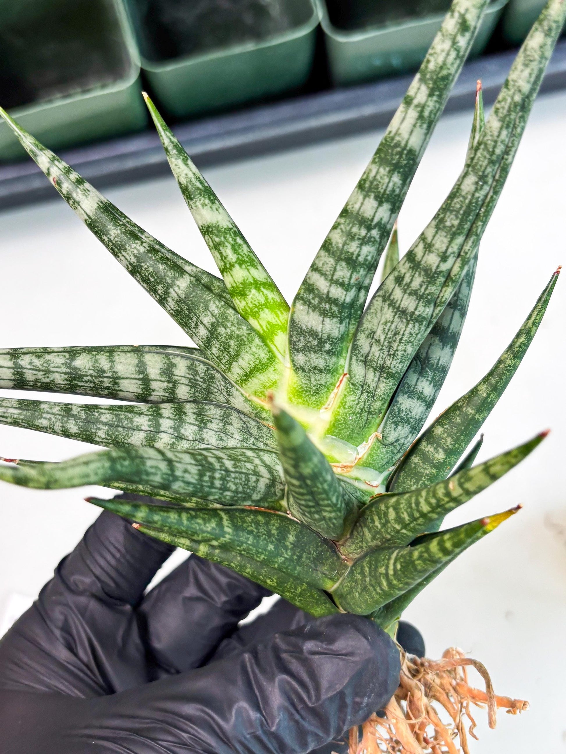 Sansevieria Motomo x Boncel (Ha5) (6) | Imported