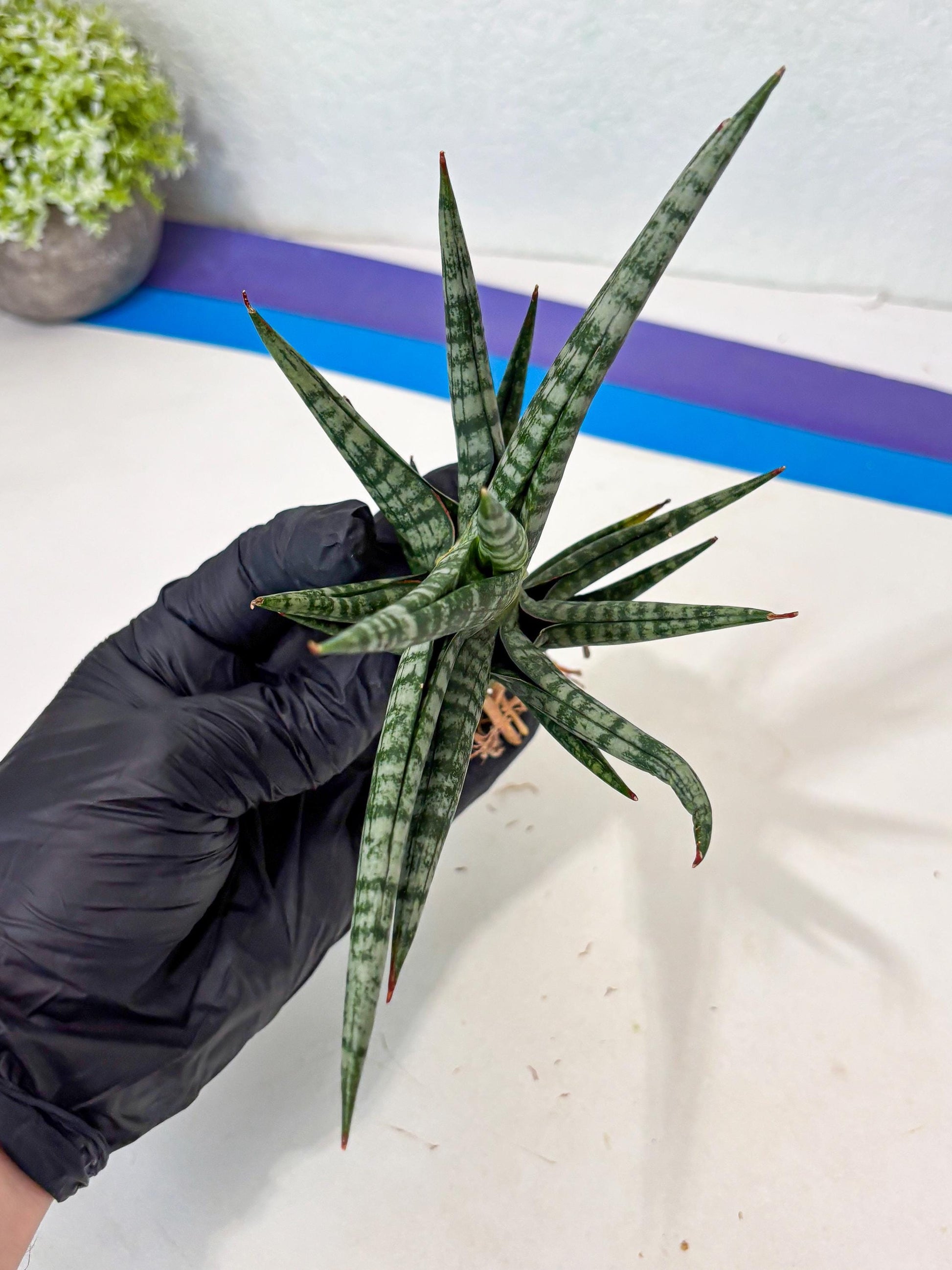 Sansevieria Motomo x Boncel (Ha5) (6) | Imported