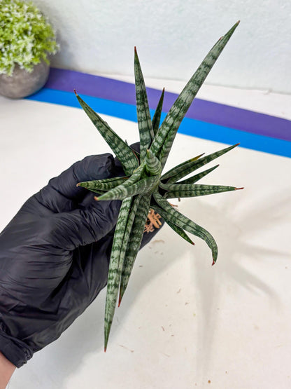 Sansevieria Motomo x Boncel (Ha5) (6) | Imported