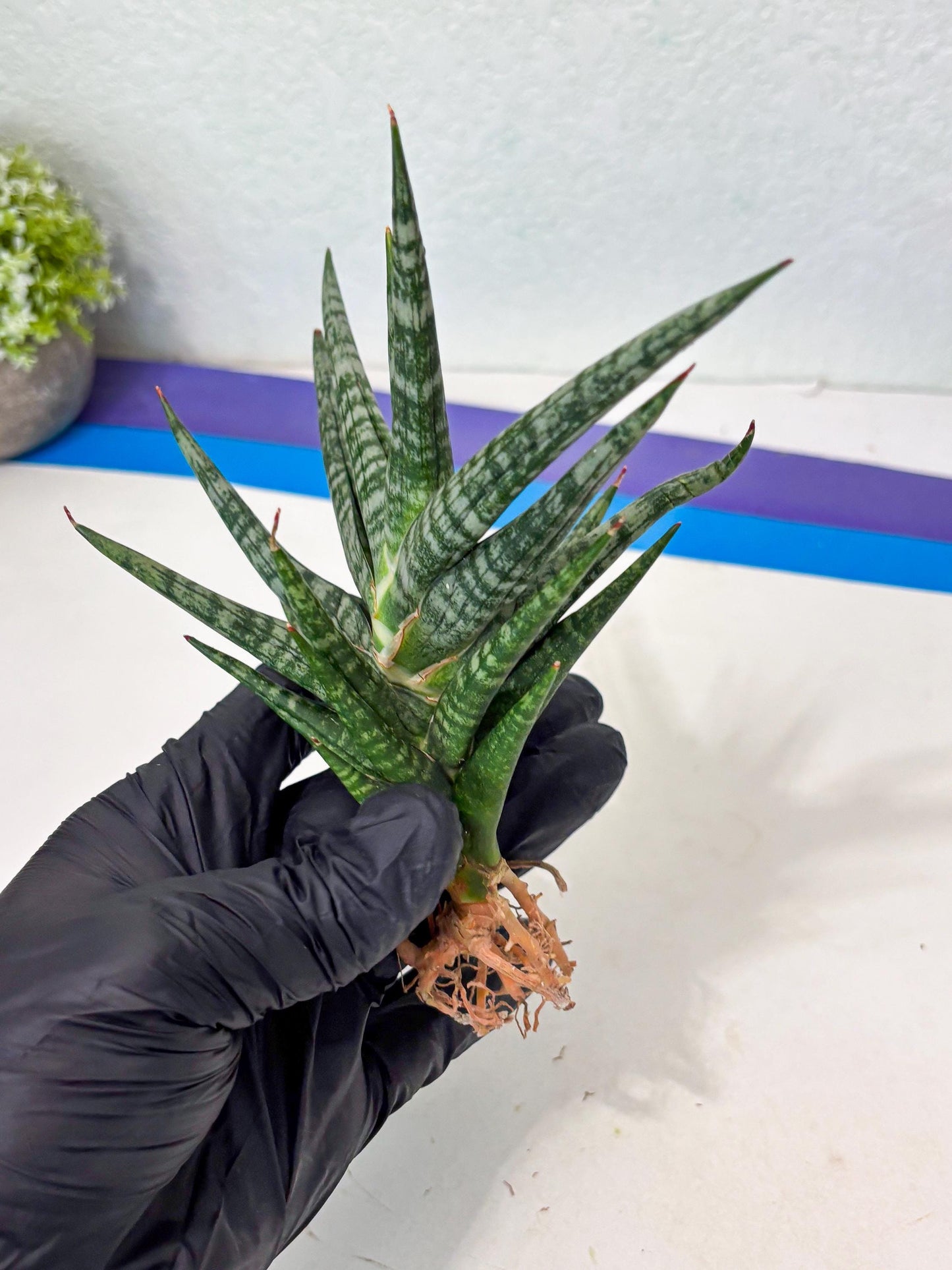 Sansevieria Motomo x Boncel (Ha5) (6) | Imported