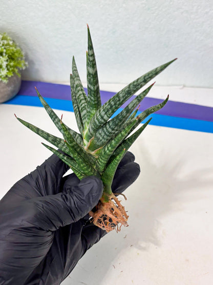 Sansevieria Motomo x Boncel (Ha5) (6) | Imported