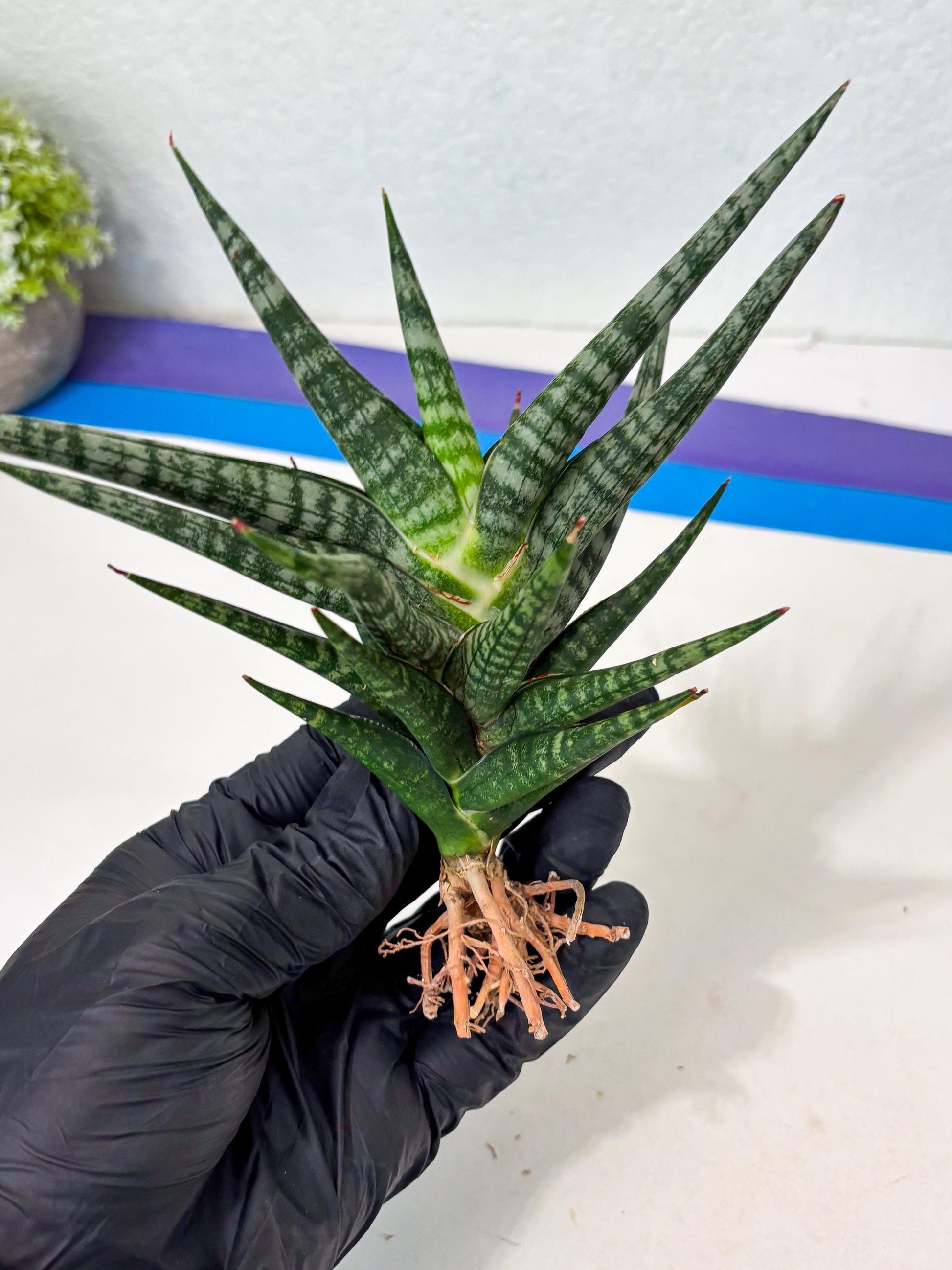 Sansevieria Motomo x Boncel (Ha5) (6) | Imported