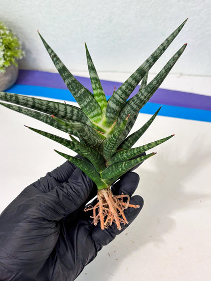 Sansevieria Motomo x Boncel (Ha5) (6) | Imported