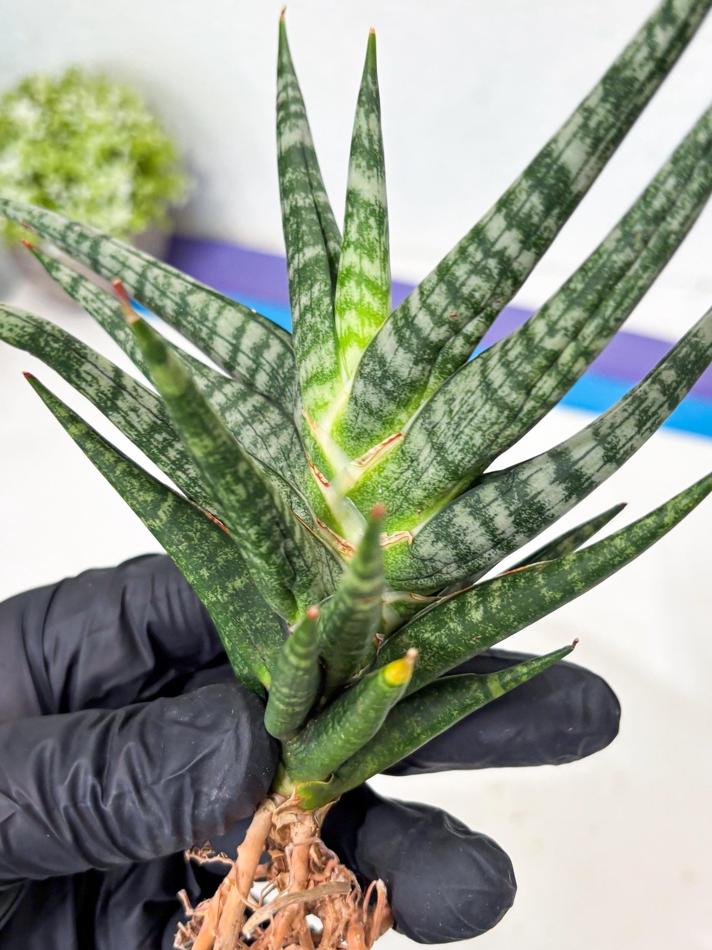 Sansevieria Motomo x Boncel (Ha5) (6) | Imported