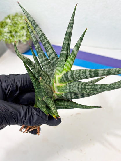 Sansevieria Motomo x Boncel (Ha5) (6) | Imported