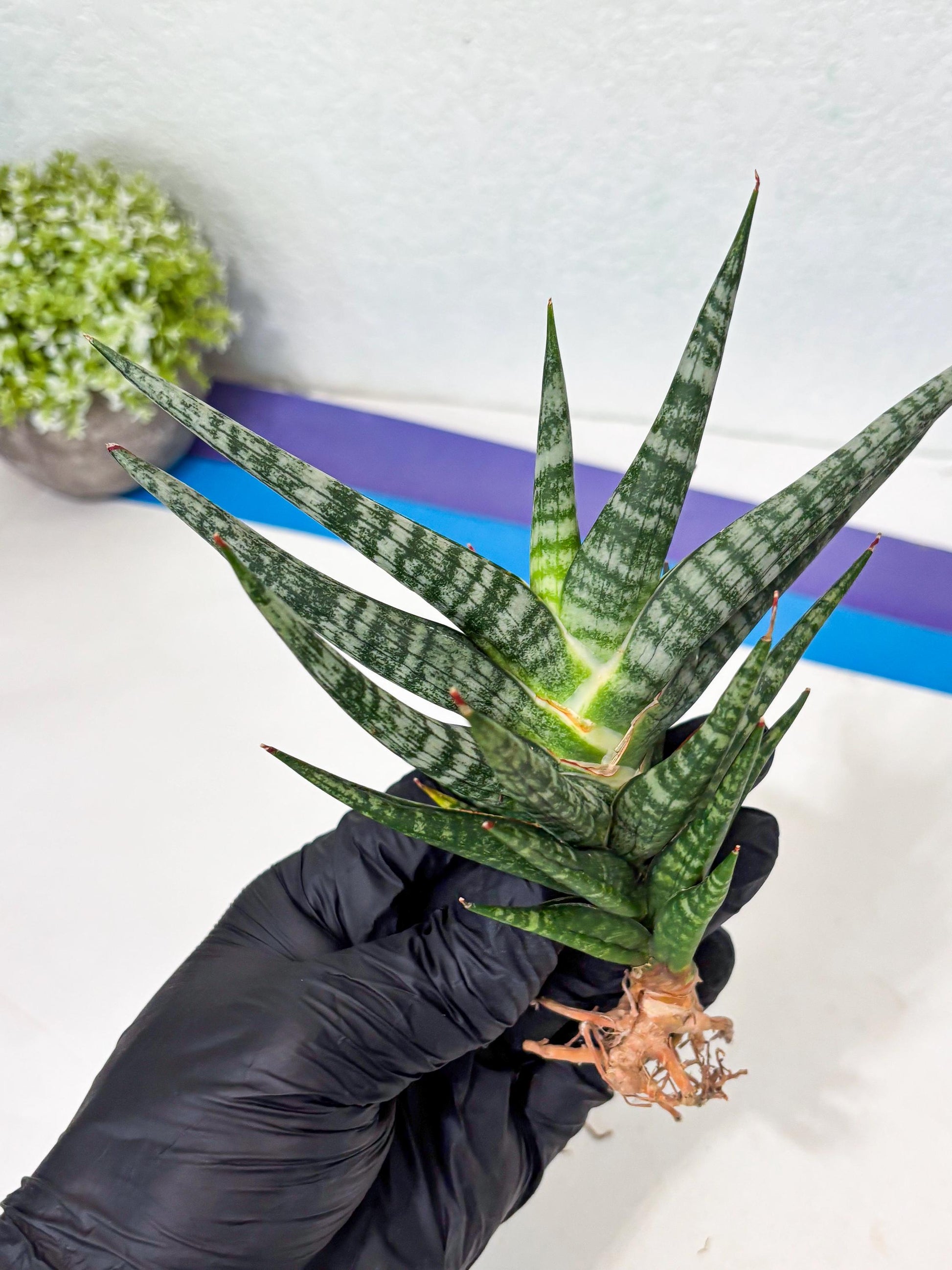 Sansevieria Motomo x Boncel (Ha5) (6) | Imported