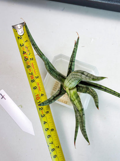 Sansevieria Rudal (Ha5) (7) | Rare Collection