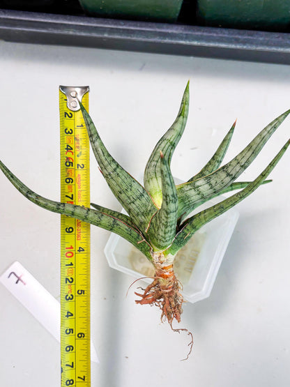 Sansevieria Rudal (Ha5) (7) | Rare Collection