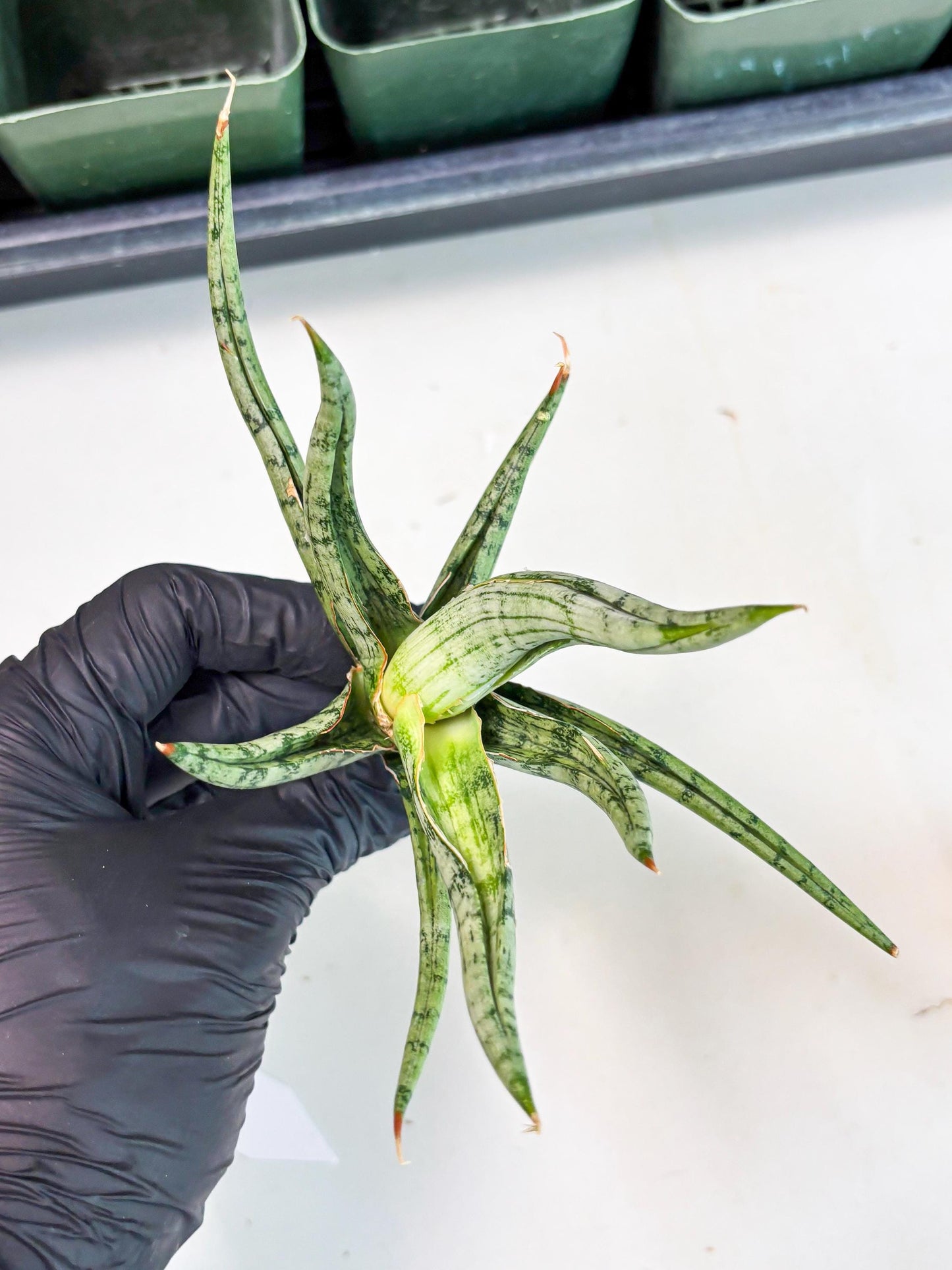 Sansevieria Rudal (Ha5) (7) | Rare Collection