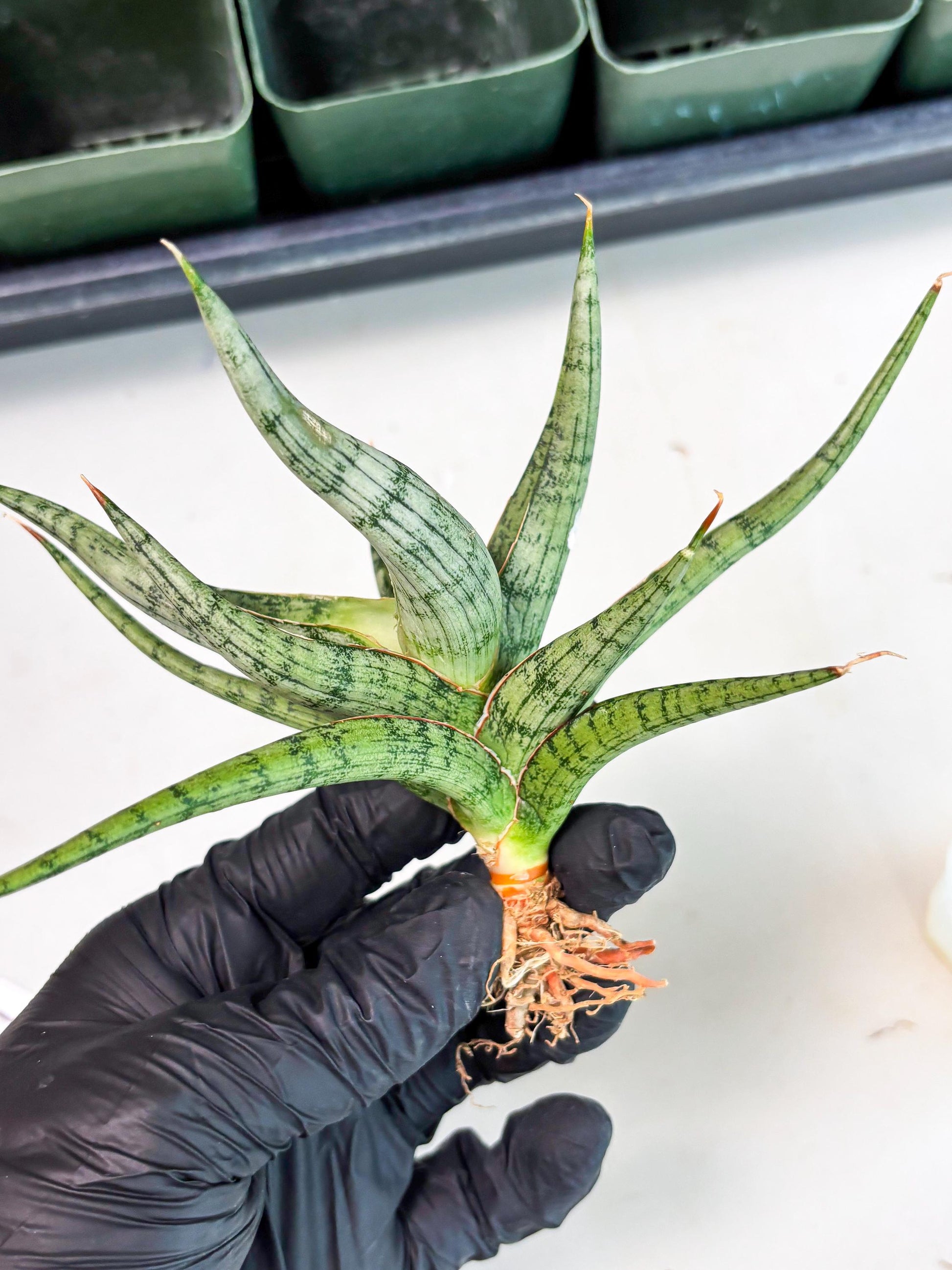 Sansevieria Rudal (Ha5) (7) | Rare Collection