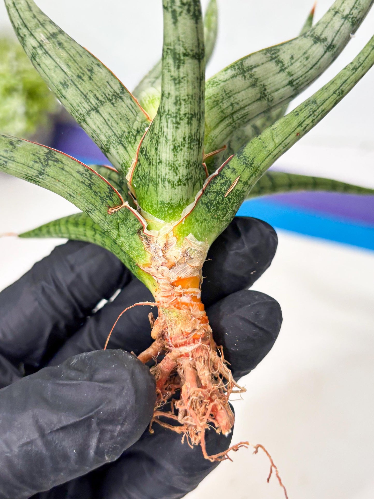 Sansevieria Rudal (Ha5) (7) | Rare Collection