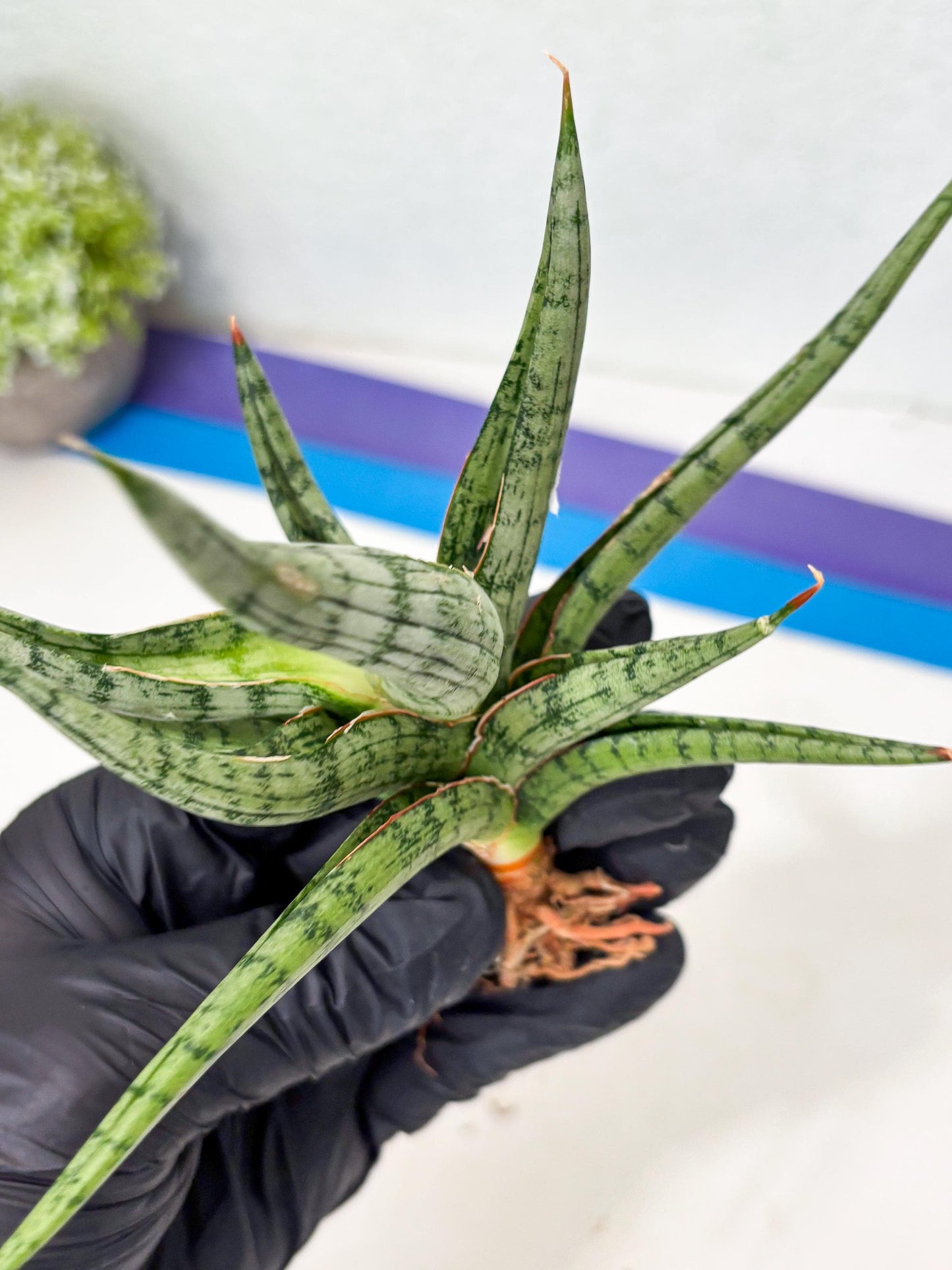 Sansevieria Rudal (Ha5) (7) | Rare Collection