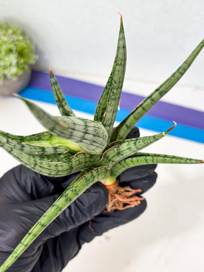 Sansevieria Rudal (Ha5) (7) | Rare Collection