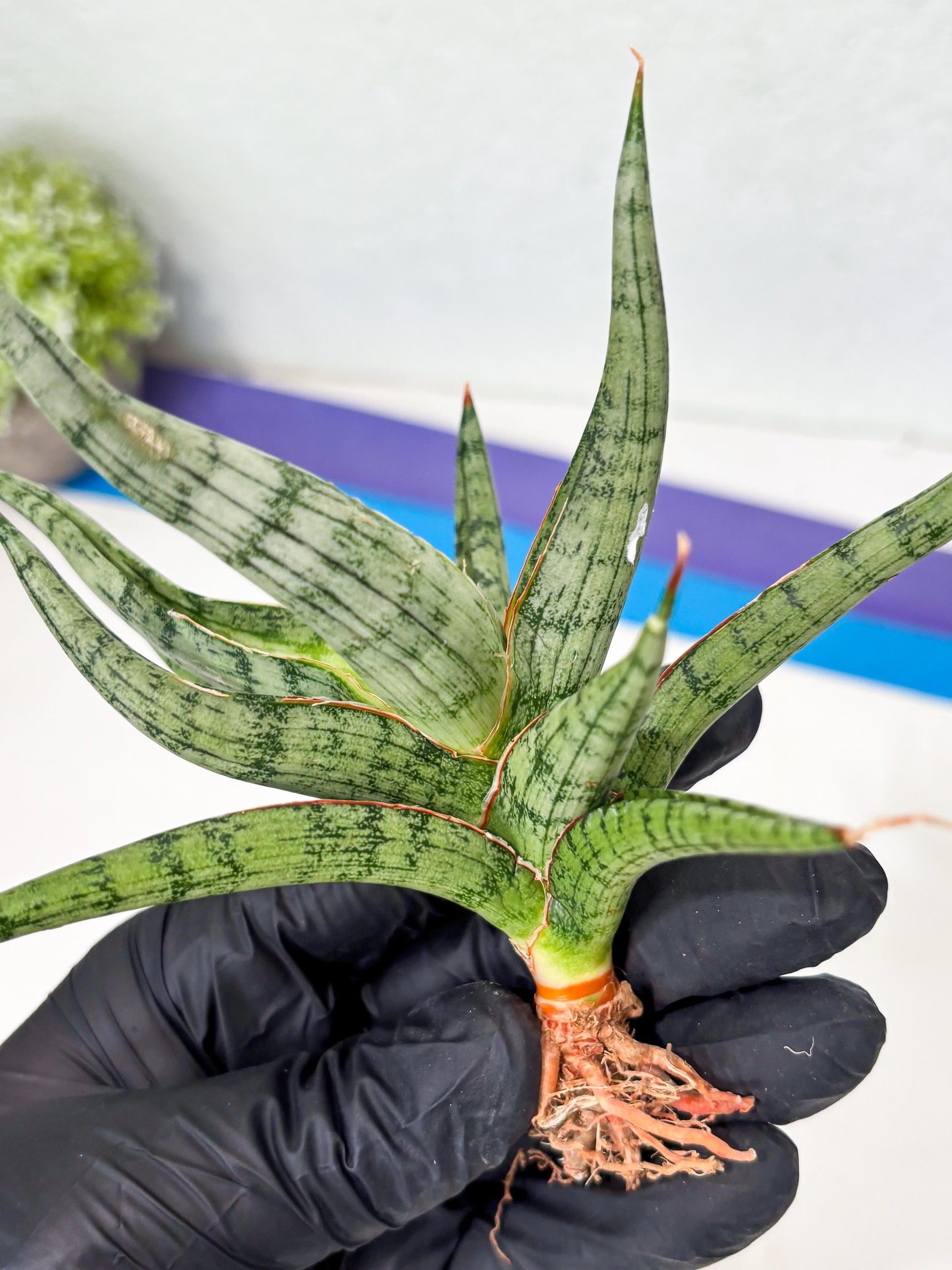 Sansevieria Rudal (Ha5) (7) | Rare Collection