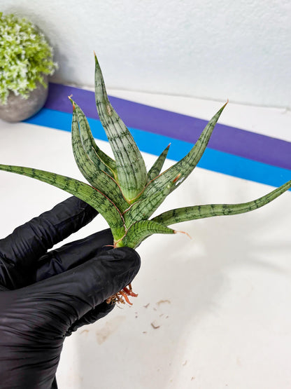 Sansevieria Rudal (Ha5) (7) | Rare Collection